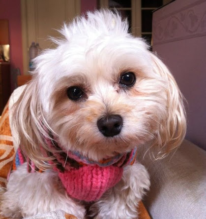 Dolce - Erin's Maltipoo!