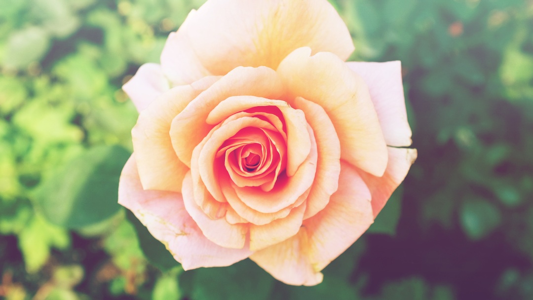 When was the last time you smelled the roses?